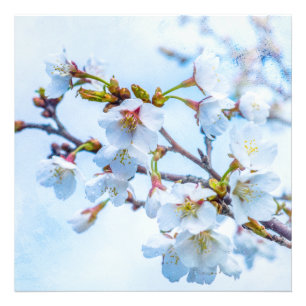 Foto Sakura - Flor de Cereja Japonês