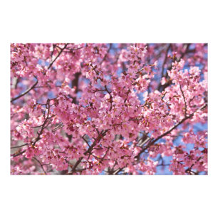 Foto Sakura Pink Chersom Sky