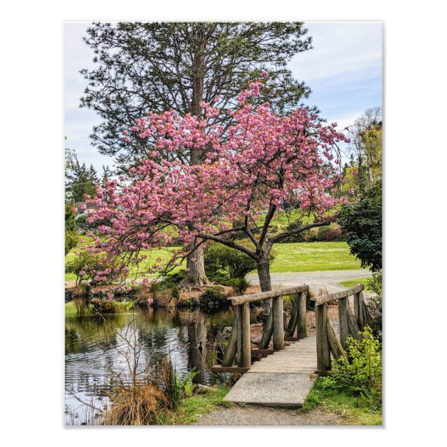 Foto Sakura Rosa e Passarela de Madeira (Frente)