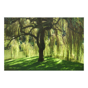 Foto Salgueiro Weeping - reserva de Bloedel - papel da