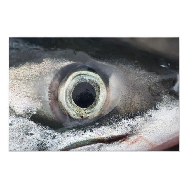 Foto Salmão Eye (Frente)