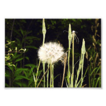 Salsify (Dente-de-leão) Contra Sombras