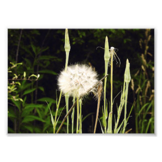 Foto Salsify (Dente-de-leão) Contra Sombras