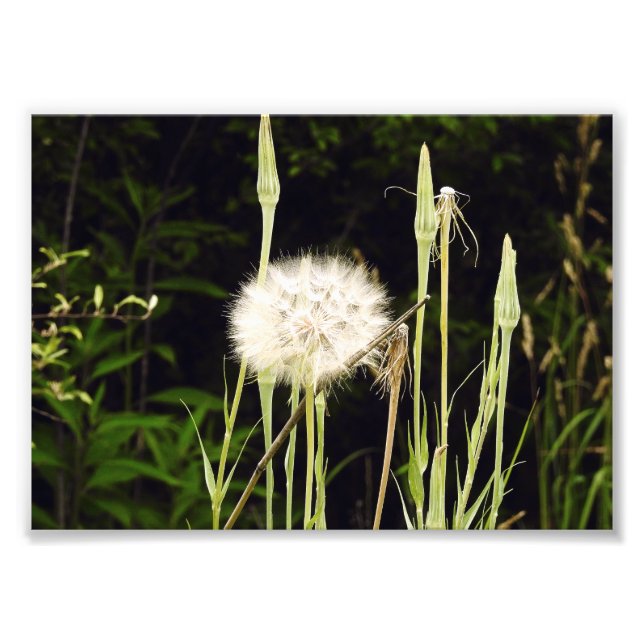 Foto Salsify (Dente-de-leão) Contra Sombras (Frente)