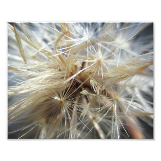 Foto Salsify Seed Puff 10x8