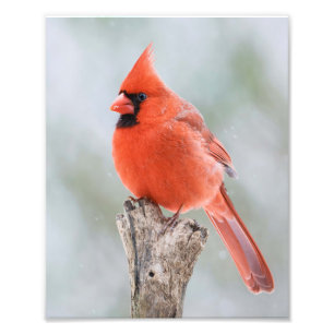 Foto Salto de Árvore Neve do Cardeal Vermelho Masculin