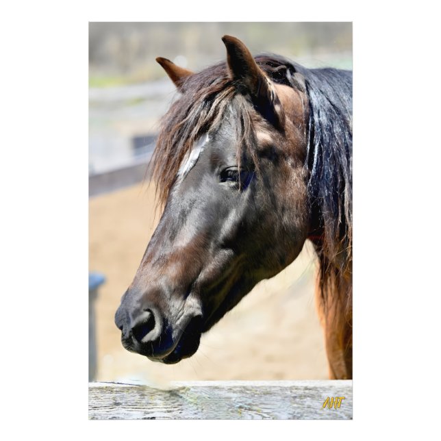 Foto Salvamento em cavalos AHT (Frente)