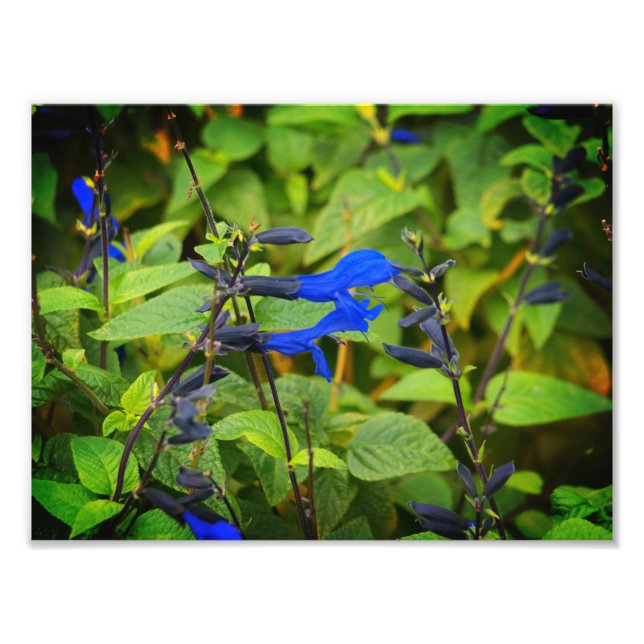 Foto Salvia guaranitica floresce preto e azul (Frente)