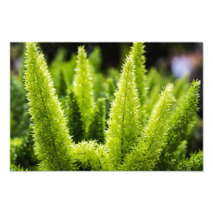Foto Samambaia do Foxtail