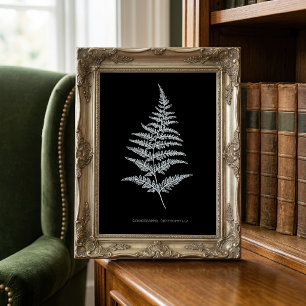 Foto Samambaia Dourada, Gymnogramma Chrysophylla