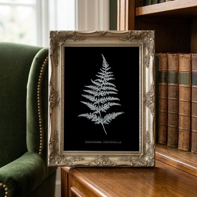 Foto Samambaia Dourada, Gymnogramma Chrysophylla (Golden Fern Frond, Gymnogramma Chrysophylla. Photo Print)