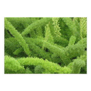 Foto Samambaia rabo de raposa, Asparagus densiflorus my