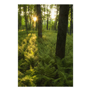 Foto Samambaiaias na floresta em Grafton, Massachusetts