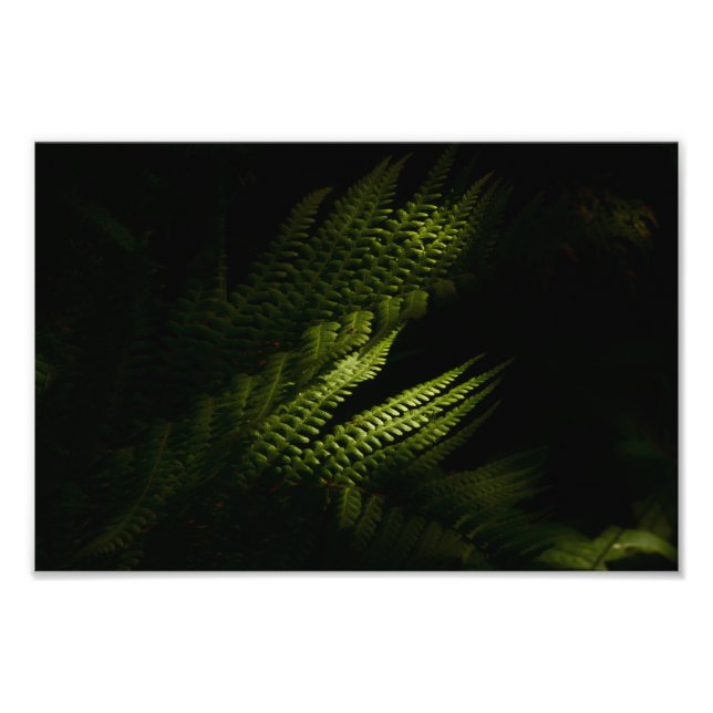 Foto Samambaias ensolaradas da floresta (6160)  (Frente)