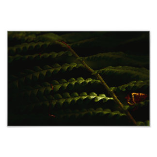 Foto Samambaias solares (6174)