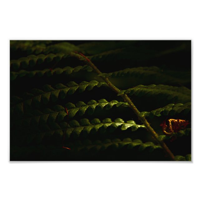 Foto Samambaias solares (6174) (Frente)