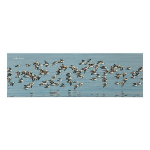 Foto Sanderlings leva voo no Céu de inverno