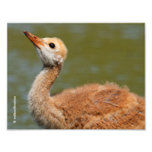 Foto Sandhill Crane Colt