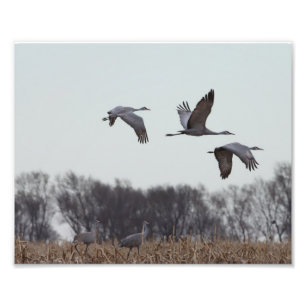 Foto Sandhill Crane Em Voo