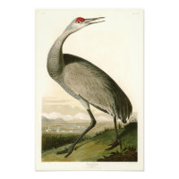 Sandhill Crane John James Audubon Birds da América