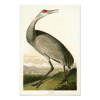 Foto Sandhill Crane John James Audubon Birds da América