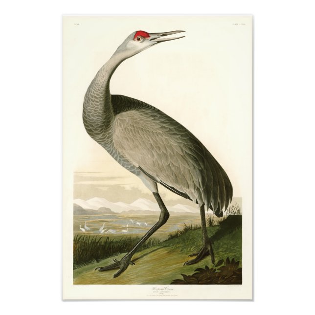 Foto Sandhill Crane John James Audubon Birds da América (Frente)