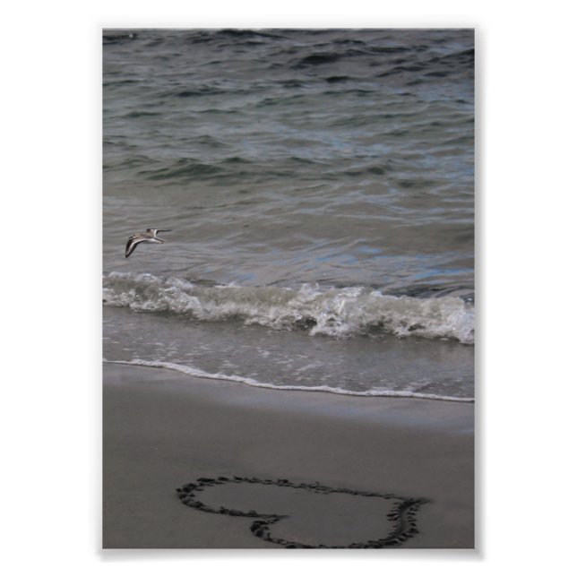 Foto Sandpiper no Amor (Frente)