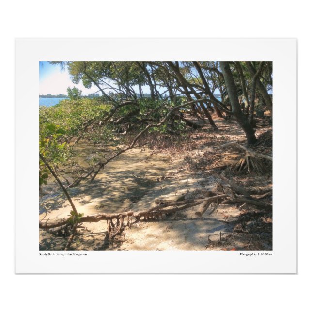 Foto Sandy Path através dos Mangroves (Frente)