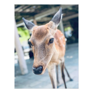 Foto Sanftes Nara Reh Japan Wildlife