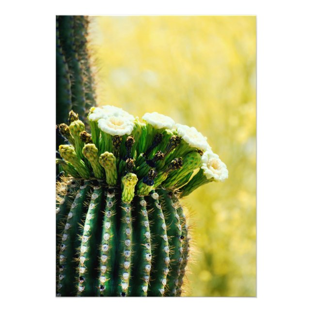 Foto Sangue de Saguaro (Frente)
