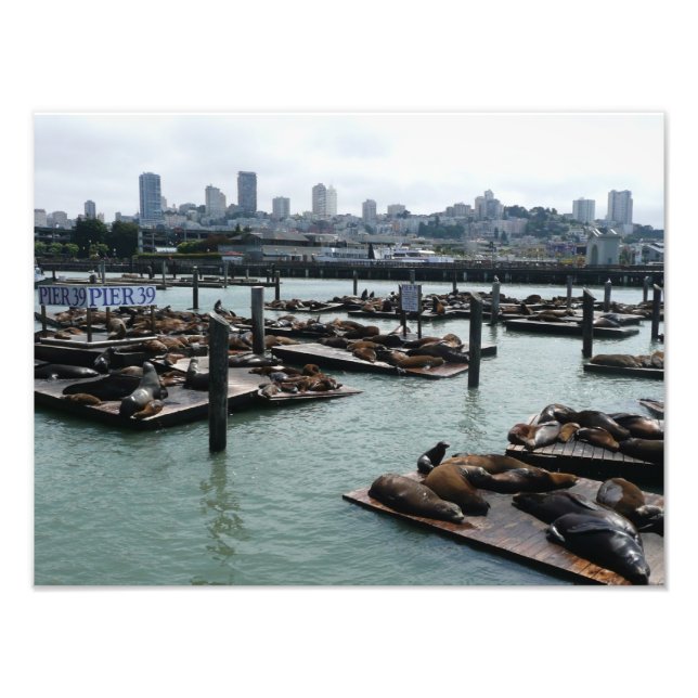 Foto São Francisco e Pier 39 Sea Lions City Skyline (Frente)
