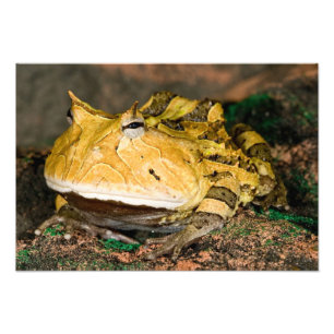 Foto Sapo Chifrudado Brasileiro, Ceratophrys cornuta, 3