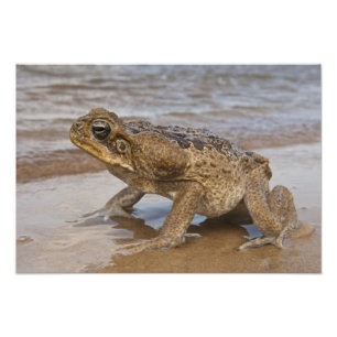 Foto Sapo-cururu Rhinella marina, anteriormente Bufo