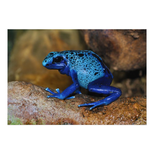 Foto Sapo Dart do Veneno Azul Dendrobates Azureus (Frente)