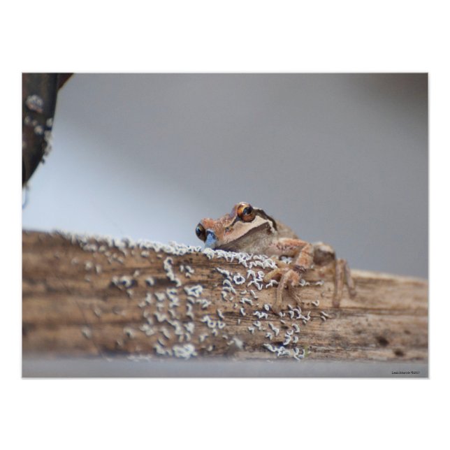 Foto sapo de árvore do Pacífico 24X18 repousa em Lichen (Frente)