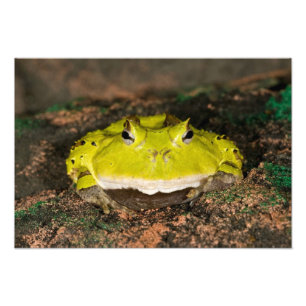 Foto Sapo-de-chifres-do-Brasil, Ceratophrys cornuta, 2