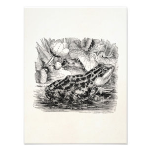 Foto Sapo europeu comestível do vintage - modelo do