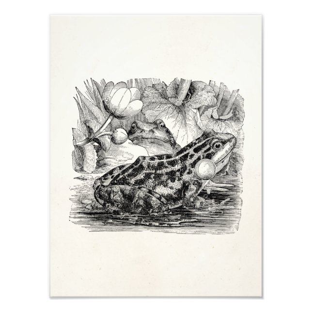 Foto Sapo Europeu Comestível Vintage - Modelo de réptil (Frente)