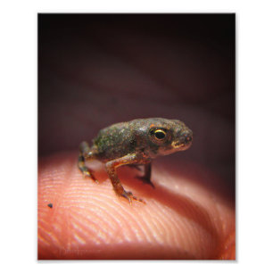 Foto Sapo minúsculo bonito/Tadpole do bebê