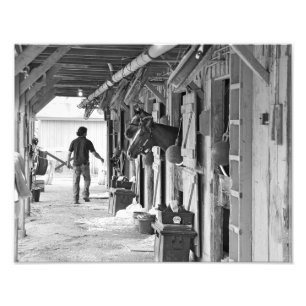 Foto Saratoga Shedrow no abrigo do cavalo