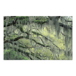 Foto Savannah, Geórgia, árvore Live Oak coberta com