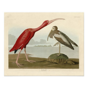 Foto Scarlet Ibis - do Pássaro Americano de Audubon