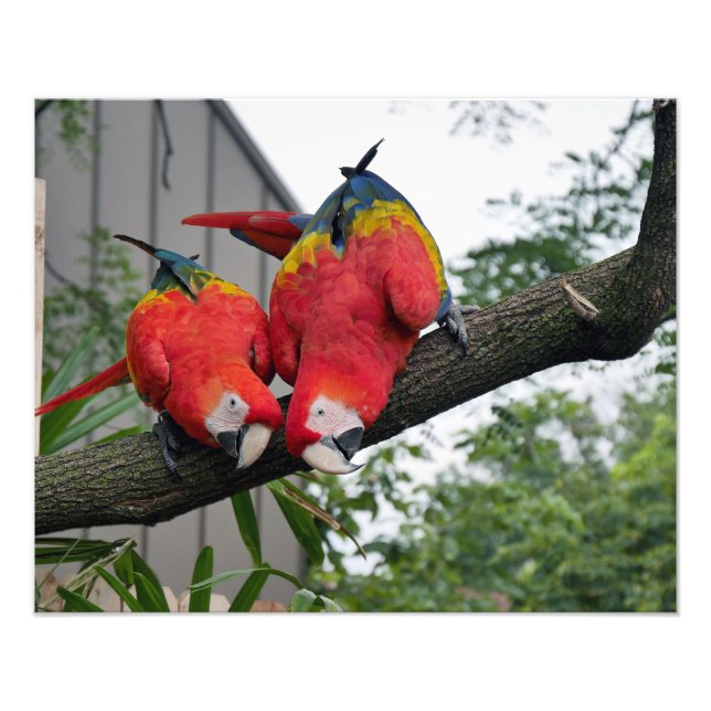Foto Scarlet Macaws II (Frente)