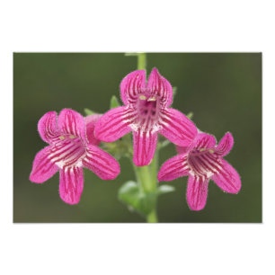 Foto Scarlet Penstemon, Penstemon triflorus