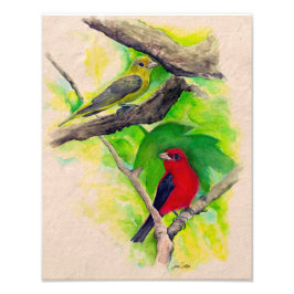 Foto Scarlet Tanagers Birds Watercolor Photo Impressão