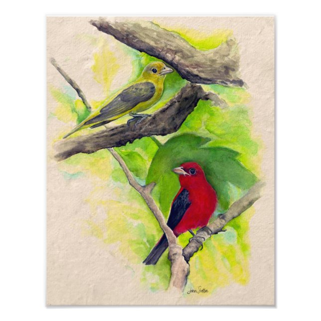 Foto Scarlet Tanagers Birds Watercolor Photo Impressão (Frente)