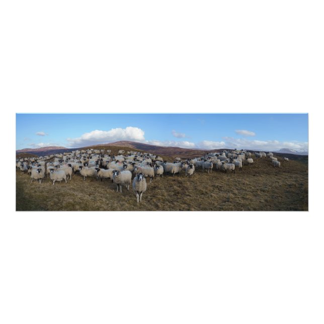 Foto Scottish Blackface Shepe Herd Panorama (Frente)