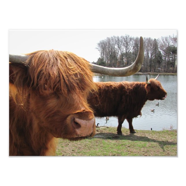 Foto Scottish Highland Cattle ~ Photo (Frente)