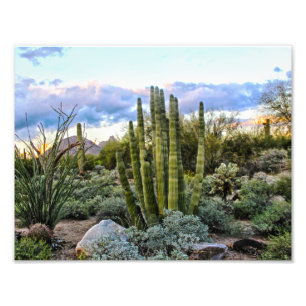 Foto Scottsdale Succulent Sunset