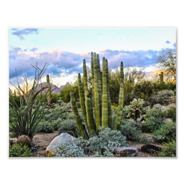 Foto Scottsdale Succulent Sunset (Frente)